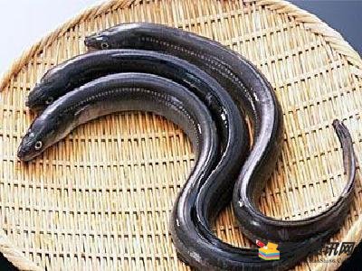 最新鰻魚(yú)價(jià)格,最新鰻魚(yú)價(jià)格，市場(chǎng)走勢(shì)下的多方觀點(diǎn)分析