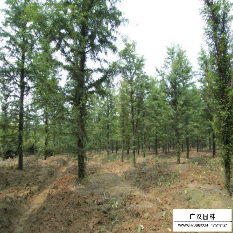水杉的成長之旅，樹苗的價格與勵志之旅的交織。