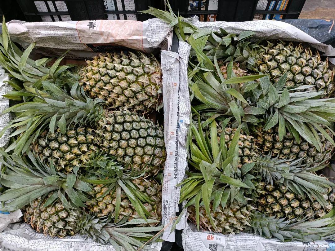 最新菠蘿售價(jià)背后的溫馨家居故事