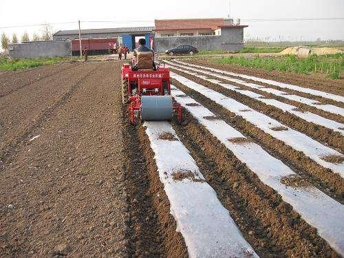 山東平度花生最新行情,山東平度花生最新行情