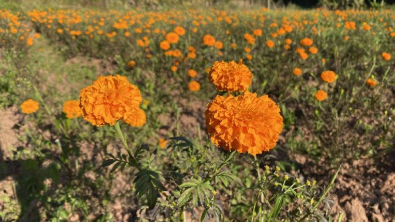 今日油菜行情深度分析