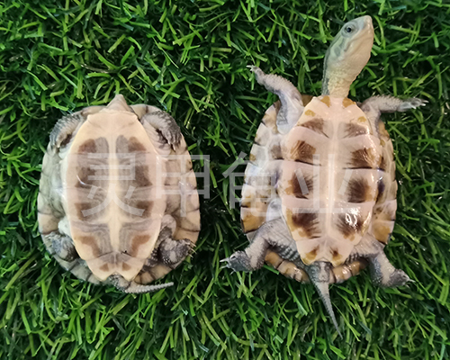 西錦龜價格變動與價值考量分析