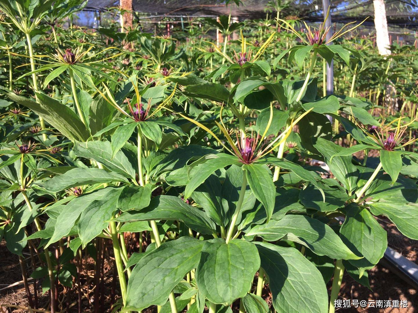 重樓最新行情動(dòng)態(tài)更新