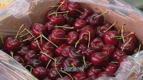 車?yán)遄由鲜袝r(shí)間與早春之約的繽紛邂逅