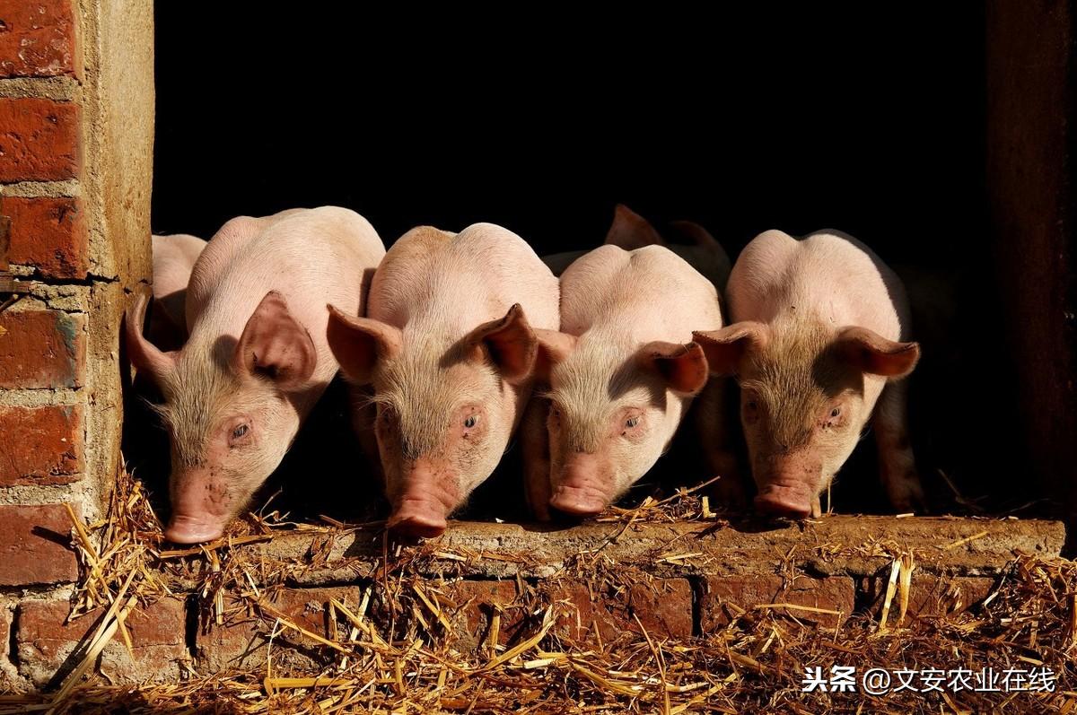 肺炎最新報告概況更新