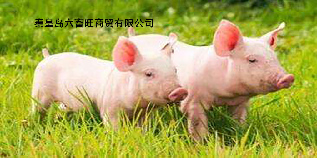 沙灘最新豬價(jià)實(shí)時(shí)查詢指南