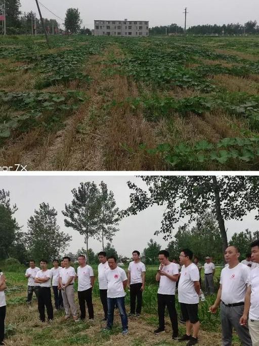 河南淮濱張里最新動(dòng)態(tài)與消息指南