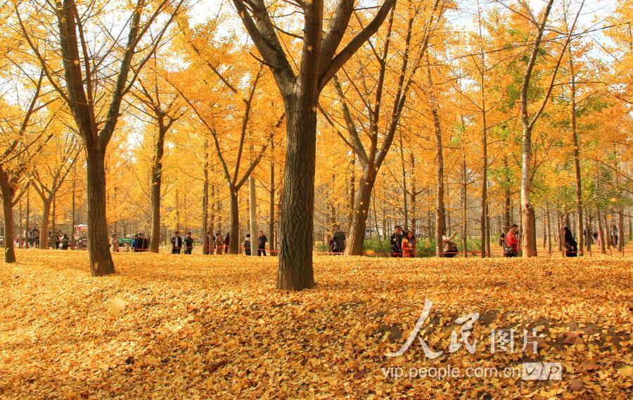 邳州鐵富事件最新進(jìn)展及小巷深處的獨特風(fēng)味揭秘