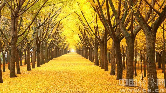 邳州鐵富事件最新進(jìn)展及小巷深處的獨特風(fēng)味揭秘