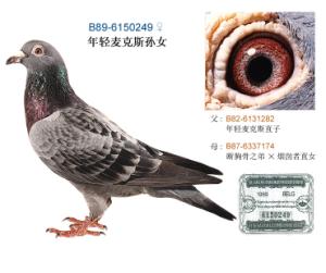 搜鴿網(wǎng)韓兆海最新視頻聚焦觀點(diǎn)分析